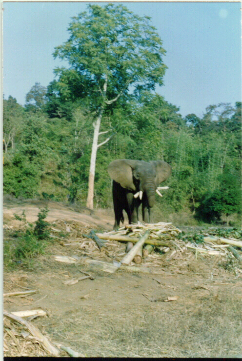 An elephant at the Manas National Park