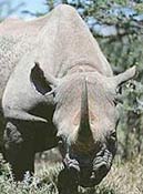 A rhino in Kaziranga National Park